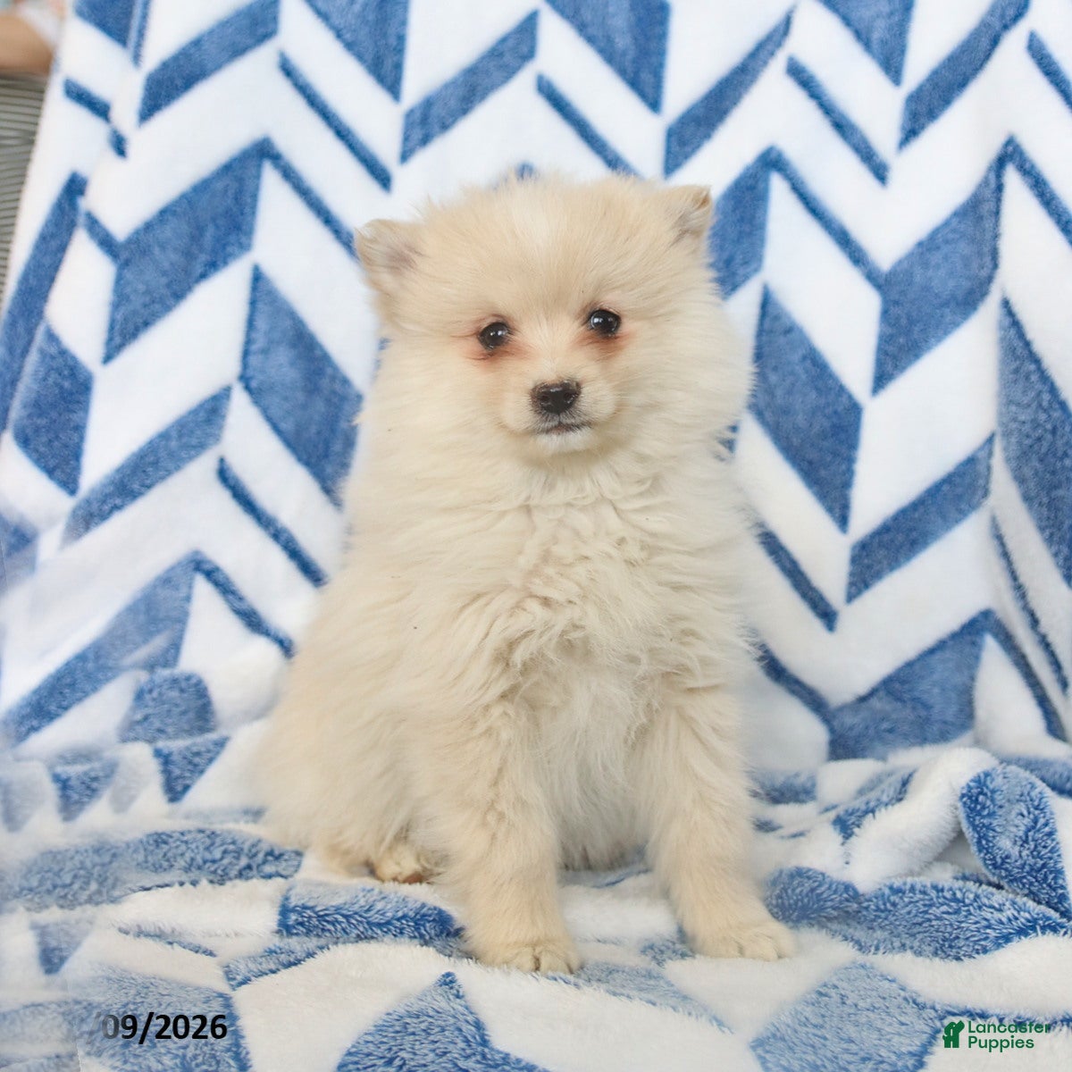 Pomeranian dogs Biscuit - Ad 2