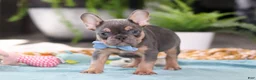 French Bulldog dogs for sale: Oliver - Ad 5