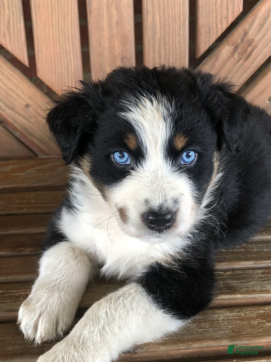 Australian Shepherd dogs for sale: Archer - Ad 19