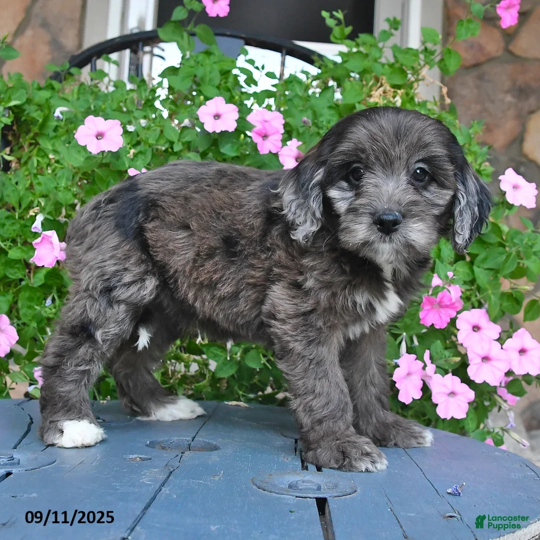 Mixed Breed dogs Paris - Ad 1