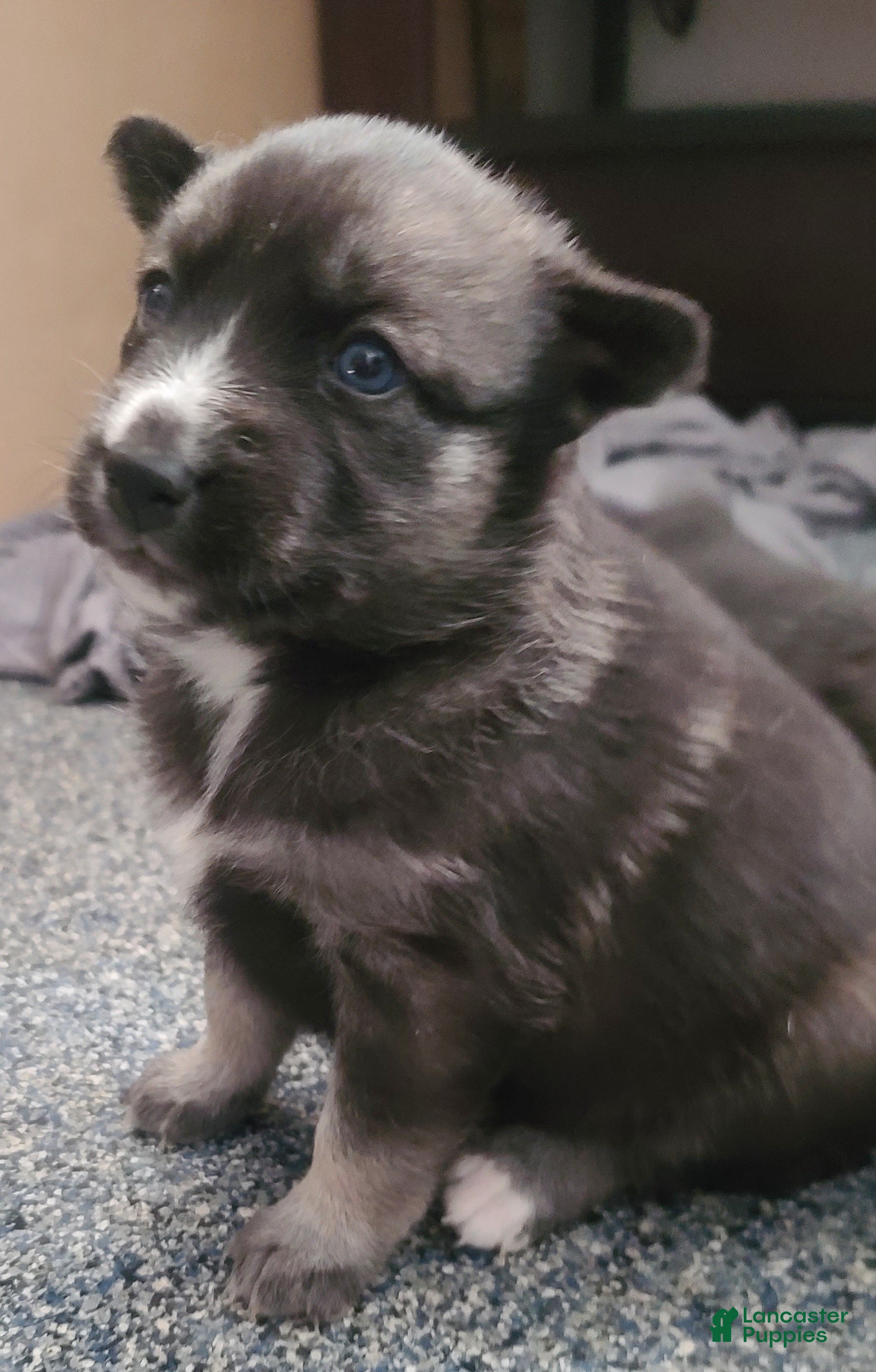 Pomsky dogs Lucky - Ad 35