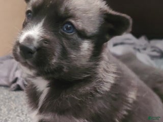 Pomsky dogs Lucky - Ad 35