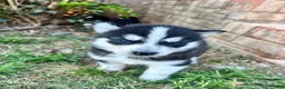 Siberian Husky dogs for sale: Tuk - Ad 8