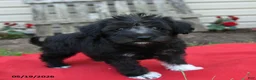 Schnoodle dogs for sale: Bambi - Ad 4