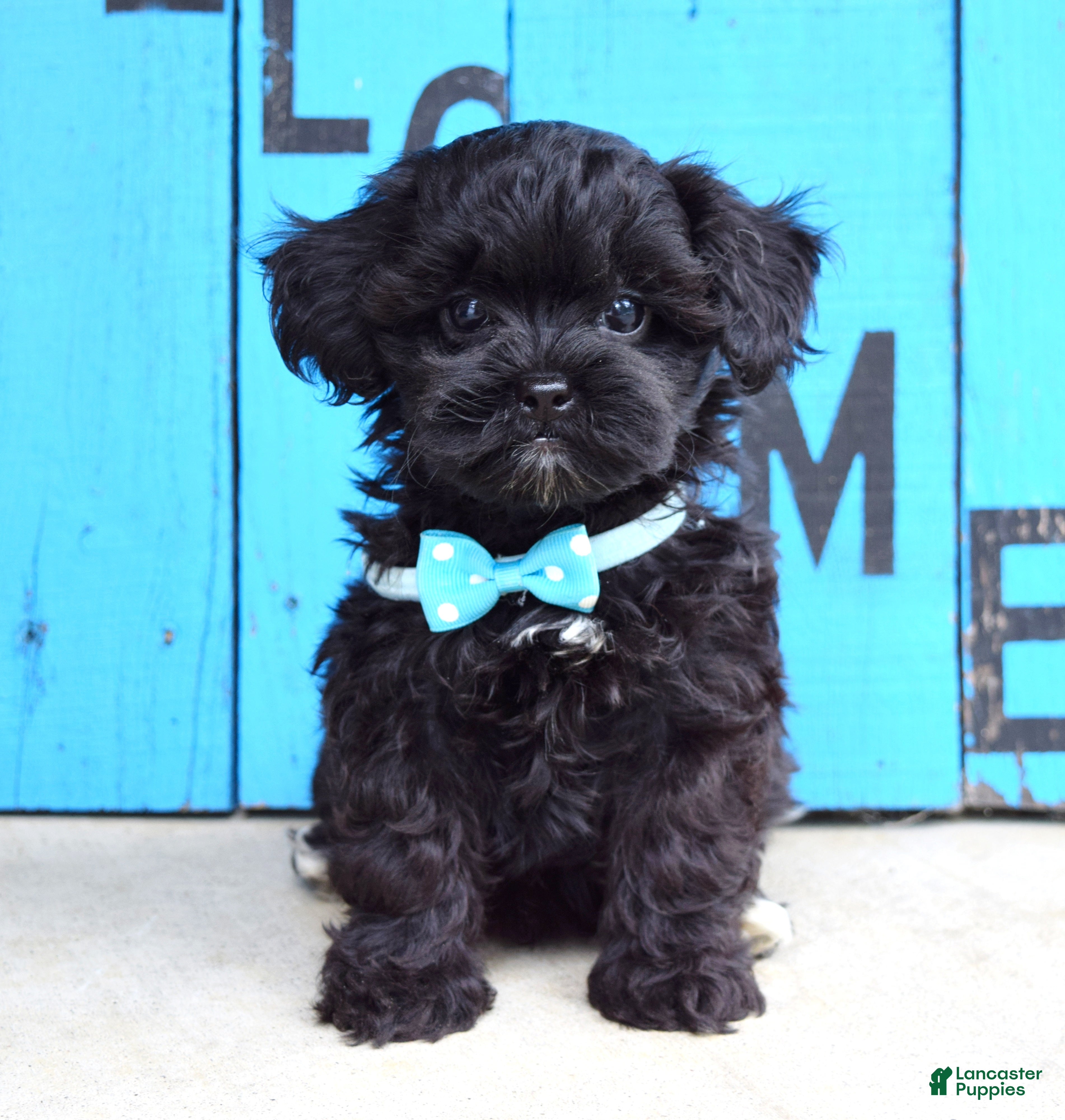 Shihpoo dogs Snickers  - Ad 2