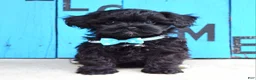 Shihpoo dogs for sale: Snickers  - Ad 2