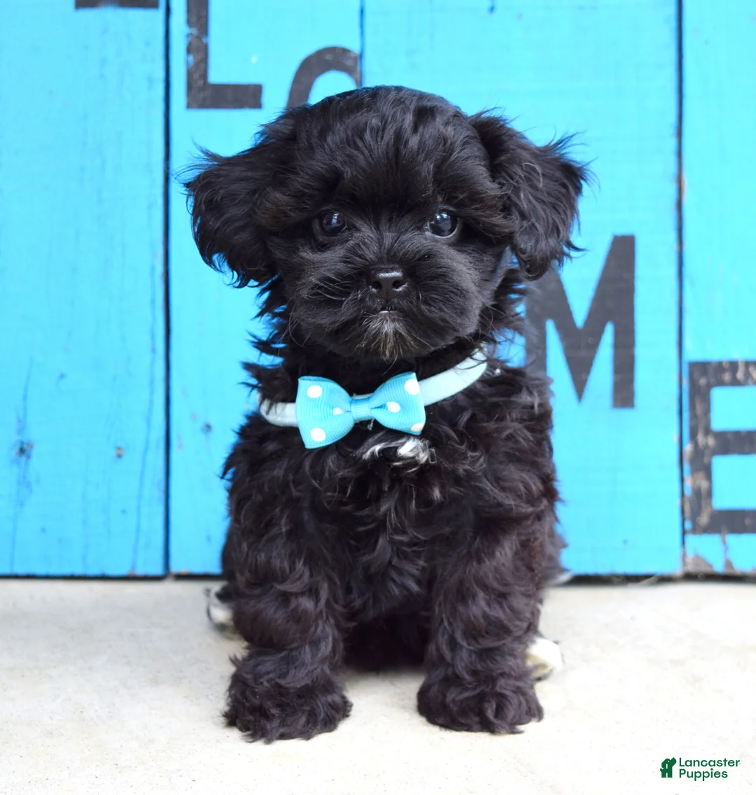 Shihpoo dogs for sale: Snickers  - Ad 2