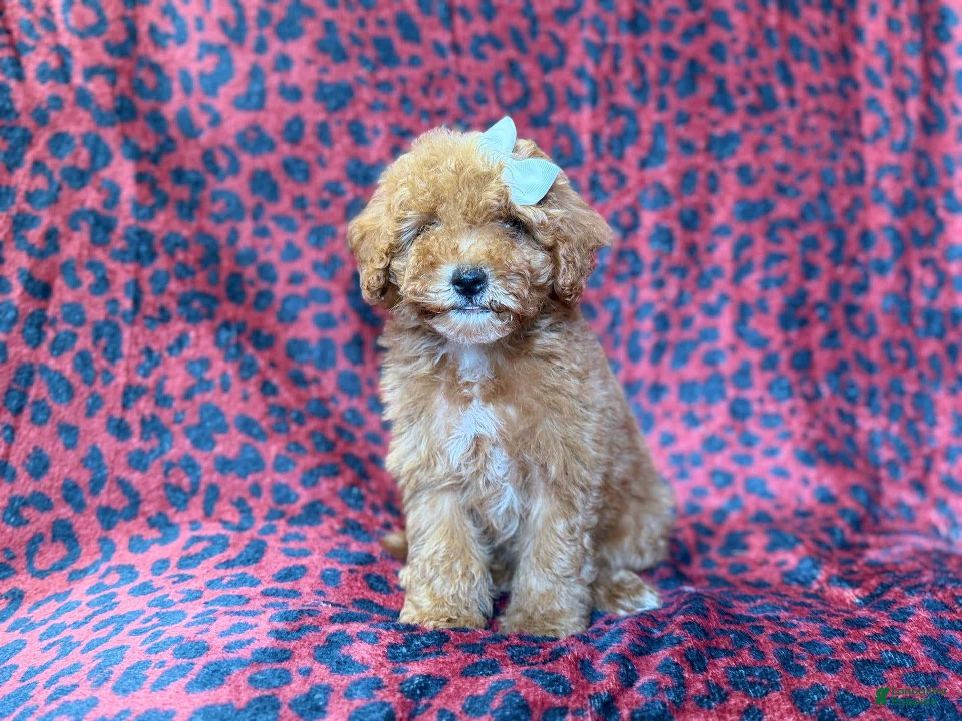 Cavapoo dogs Skittles - Ad 3