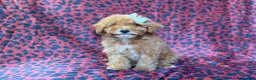 Cavapoo dogs for sale: Skittles - Ad 1