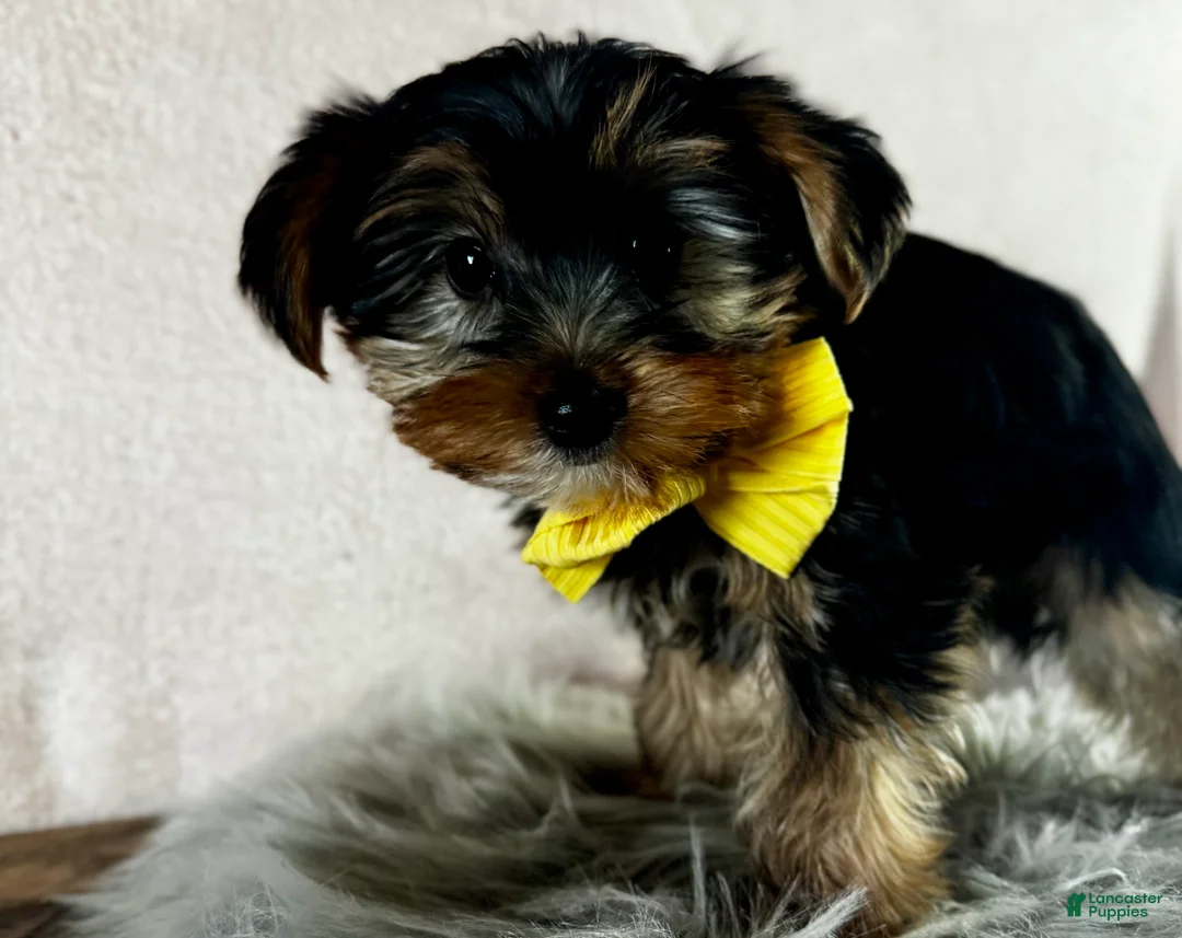 Yorkshire Terrier dogs for sale: Lance - Ad 4