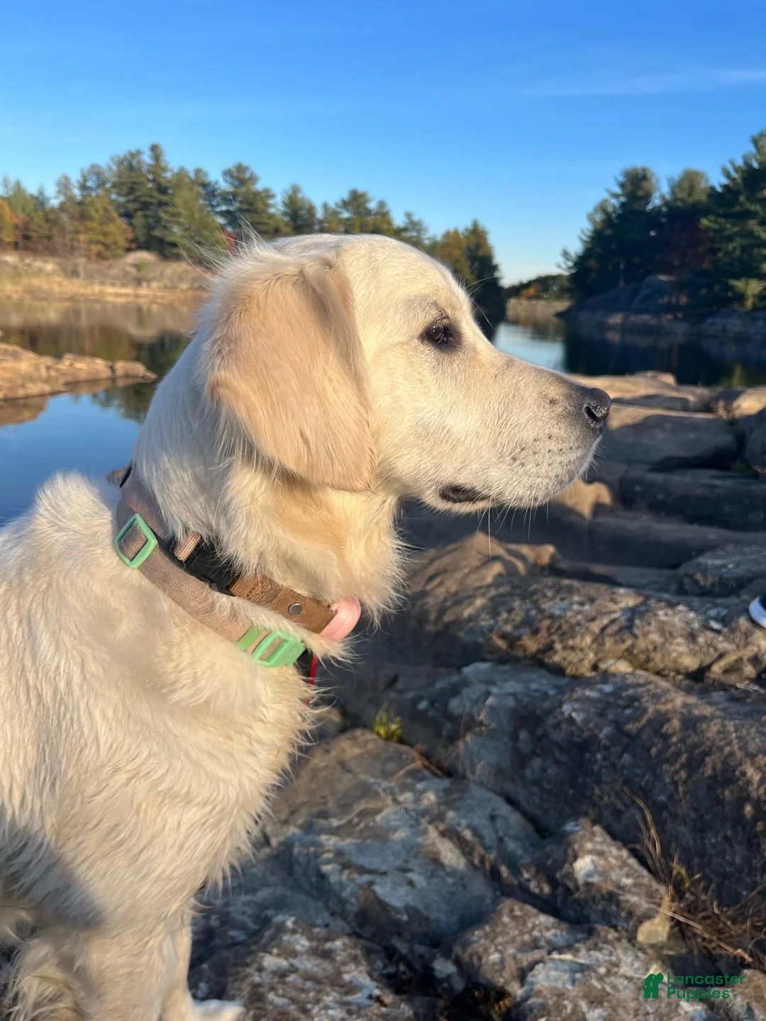Golden Retriever dogs for sale: Cedar - Ad 2
