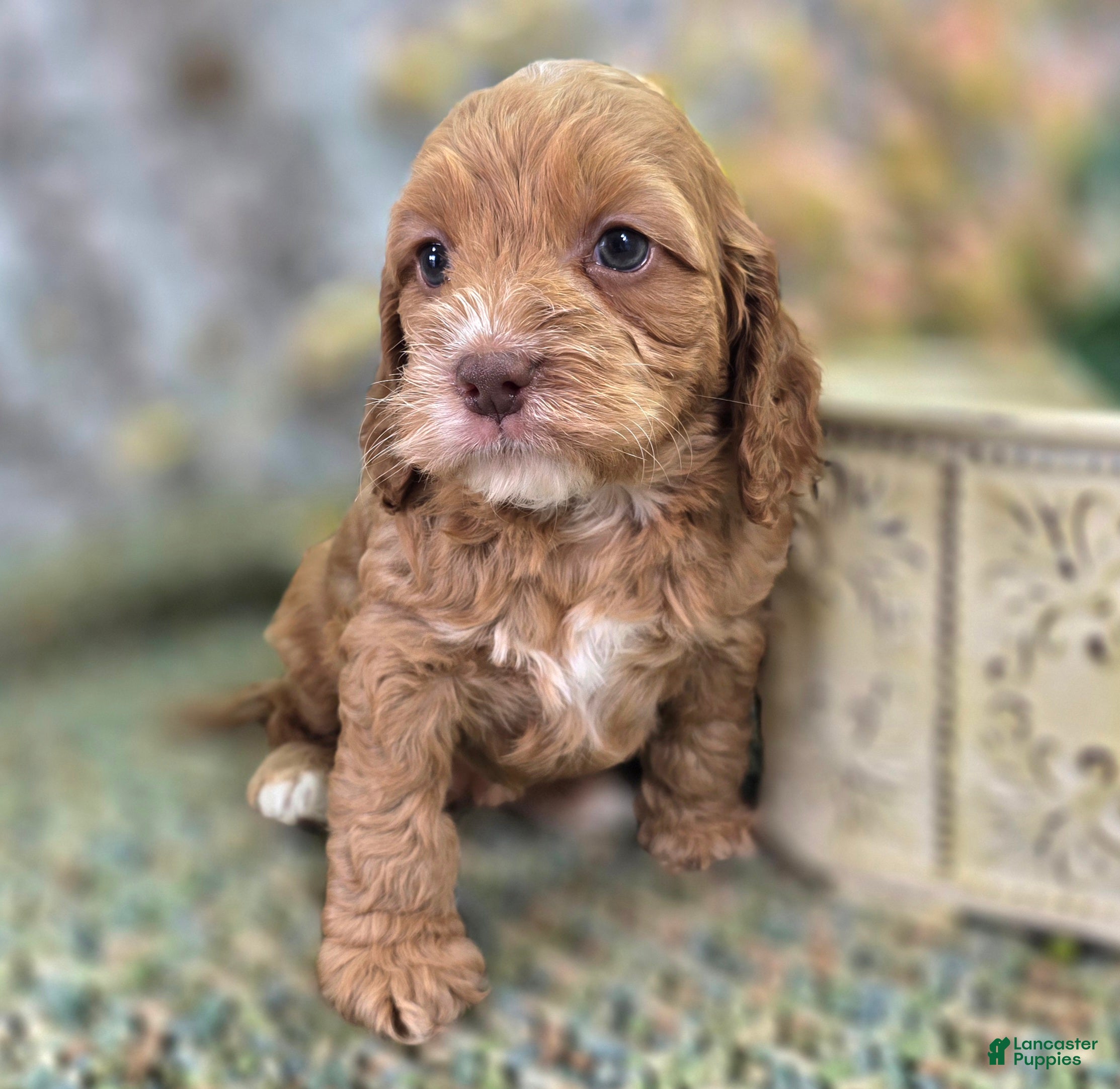 Cockapoo dogs Nimbus - Ad 21