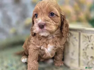 Cockapoo dogs Nimbus - Ad 7