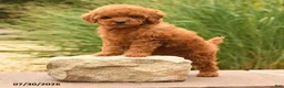 Toy Poodle dogs for sale: Moose - Ad 4