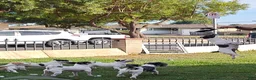 Jack Russell Terrier dogs for sale: Jack Russell Terrier 1 - Ad 13