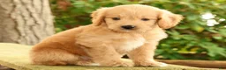Mini Goldendoodle dogs for sale: Michelle - Ad 4