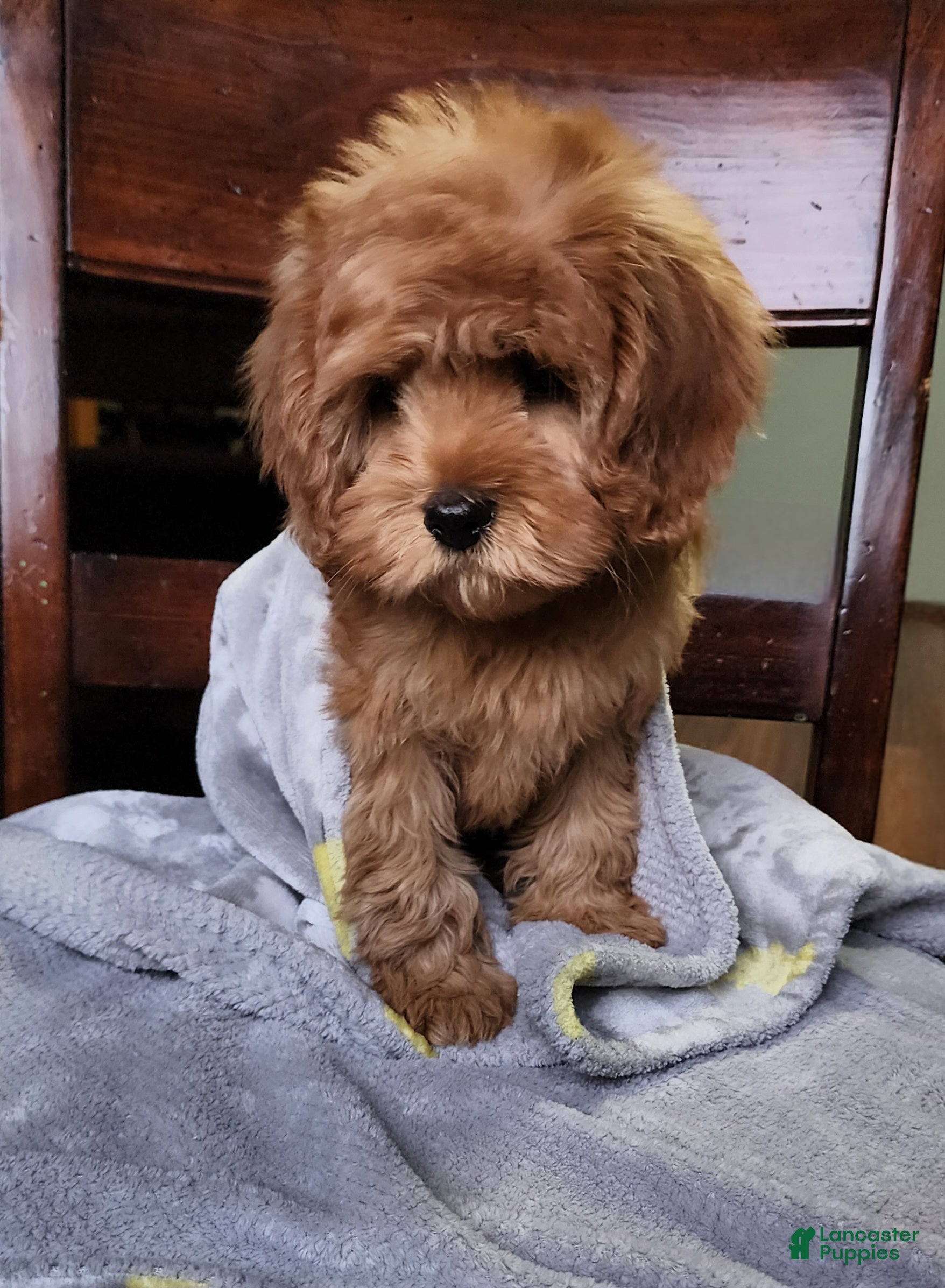 Cavapoo dogs Hershey - Ad 1
