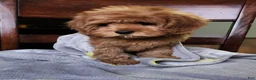 Cavapoo dogs for sale: Hershey - Ad 9