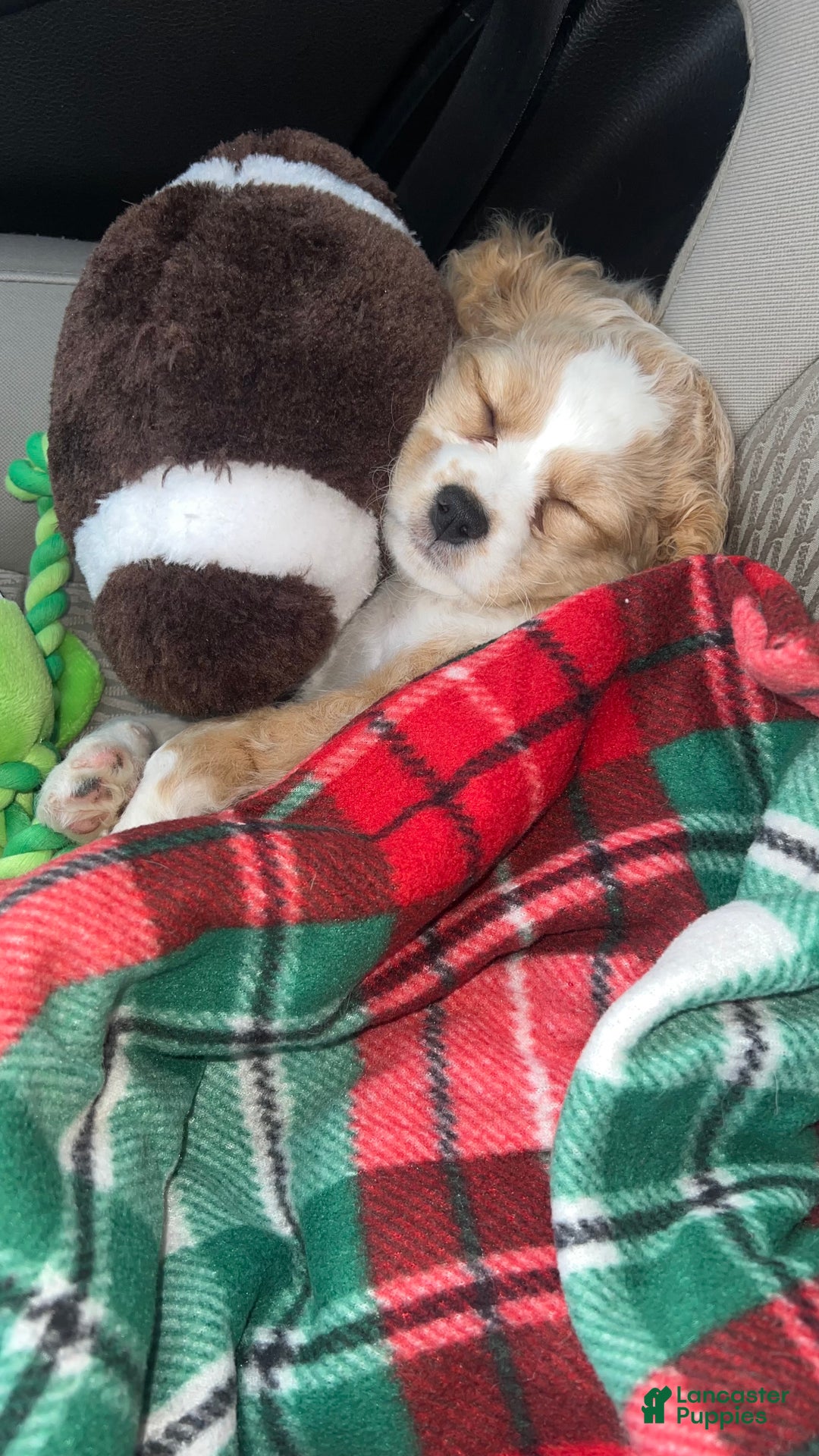 Mixed Breed dogs for sale: Mixed Breed Puppy 1 - Ad 3