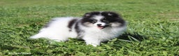 Pomeranian dogs for sale: Karter - Ad 15