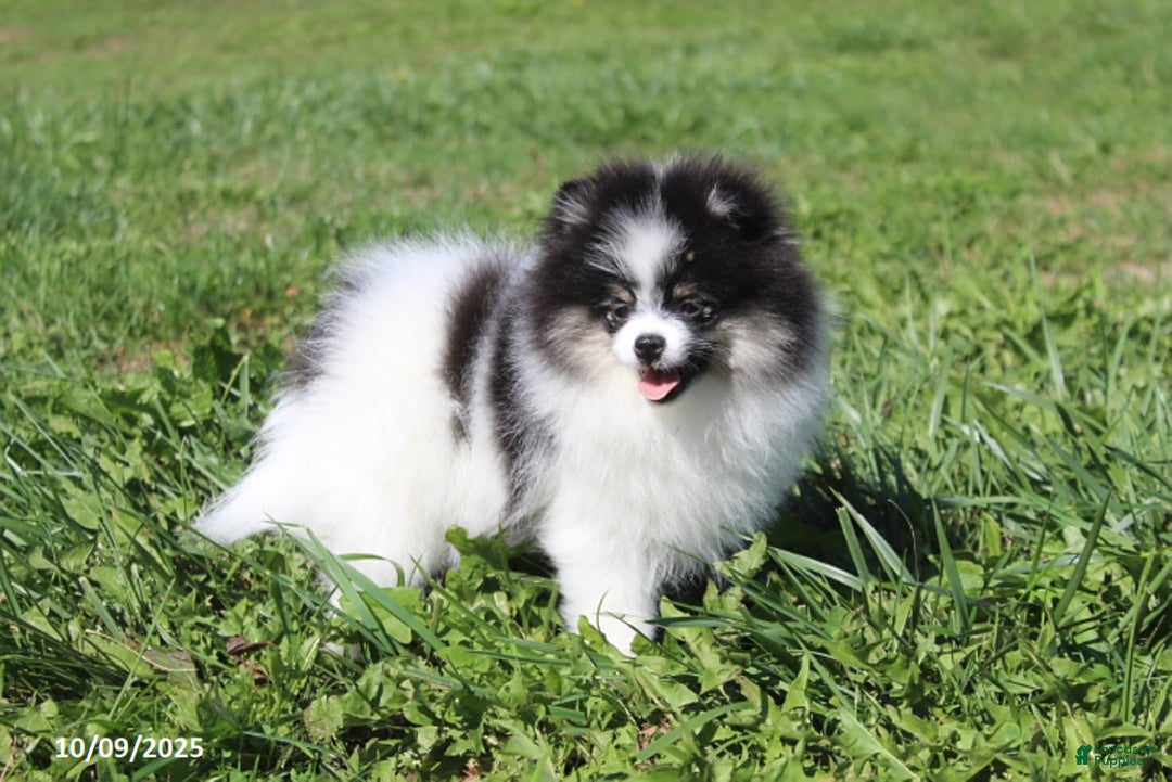 Pomeranian dogs for sale: Karter - Ad 15