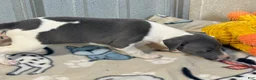 Italian Greyhound dogs for sale: Cam AKC - Ad 5
