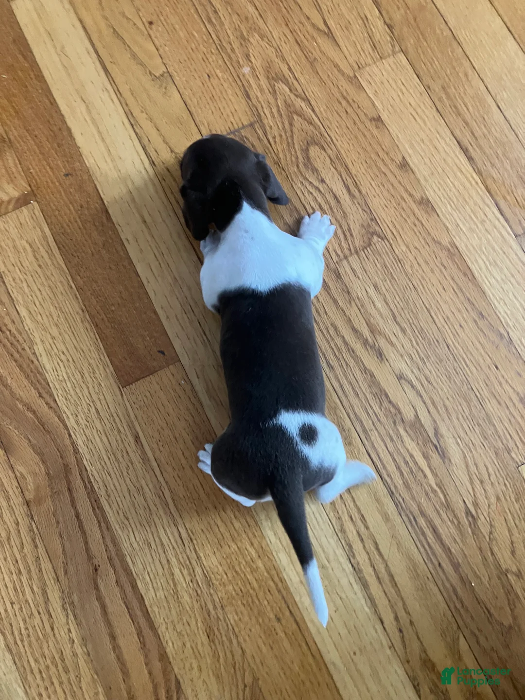 Miniature Dachshund dogs for sale: Akc Melissa - Ad 2