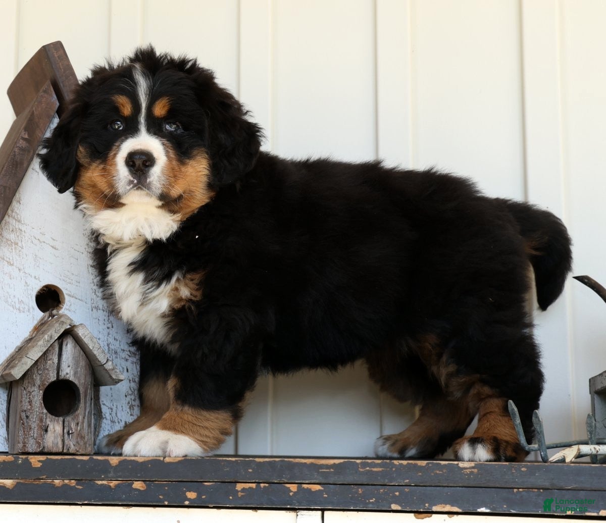 Bernese Mountain Dog dogs Charlie - Ad 1