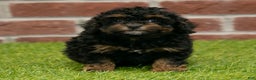 Miniature Poodle dogs for sale: Jack - Ad 5
