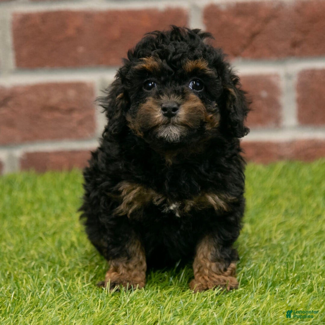 Miniature Poodle dogs for sale: Jack - Ad 5