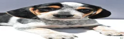 Beagle dogs for sale: Ryan - Ad 9