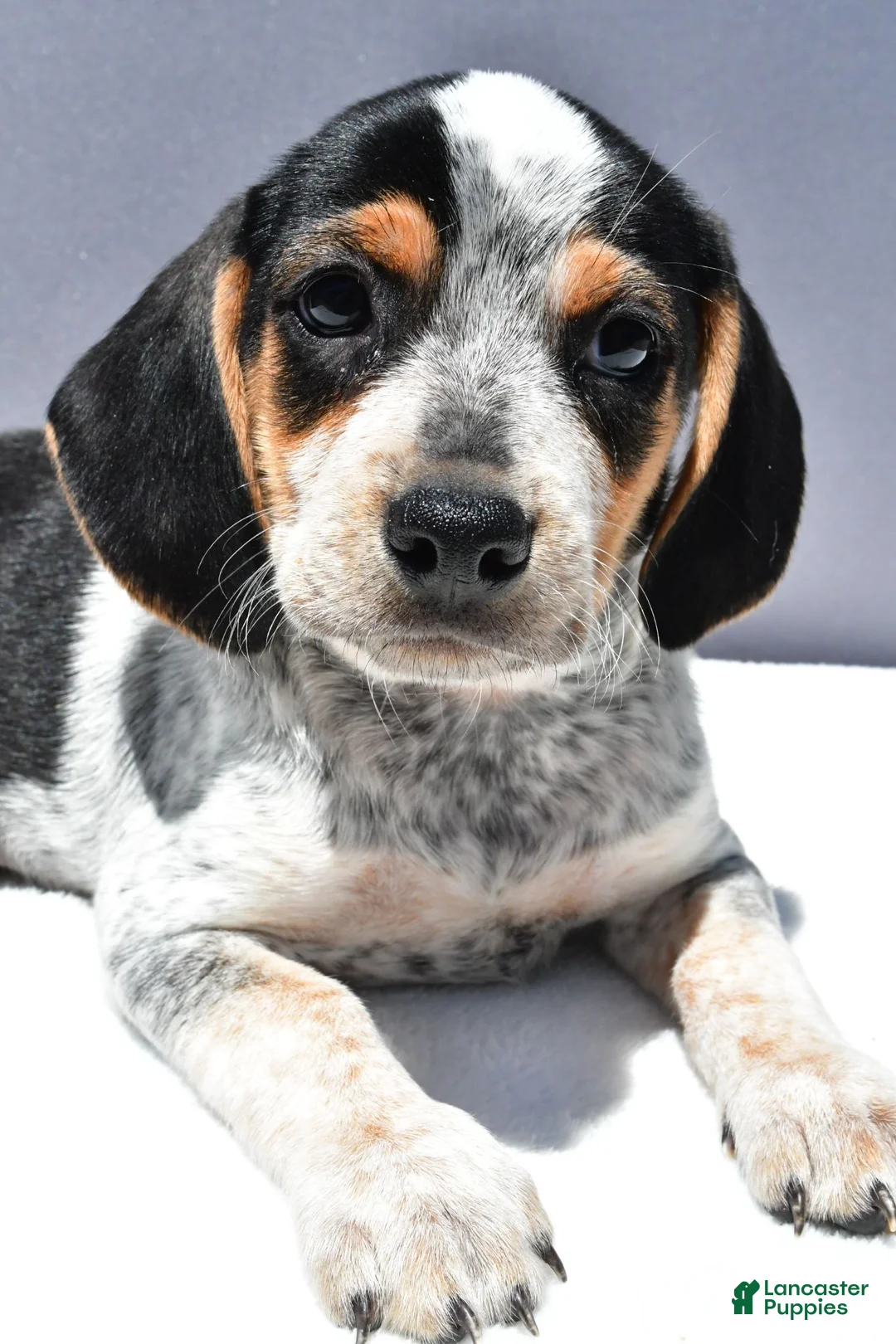 Beagle dogs for sale: Ryan - Ad 9
