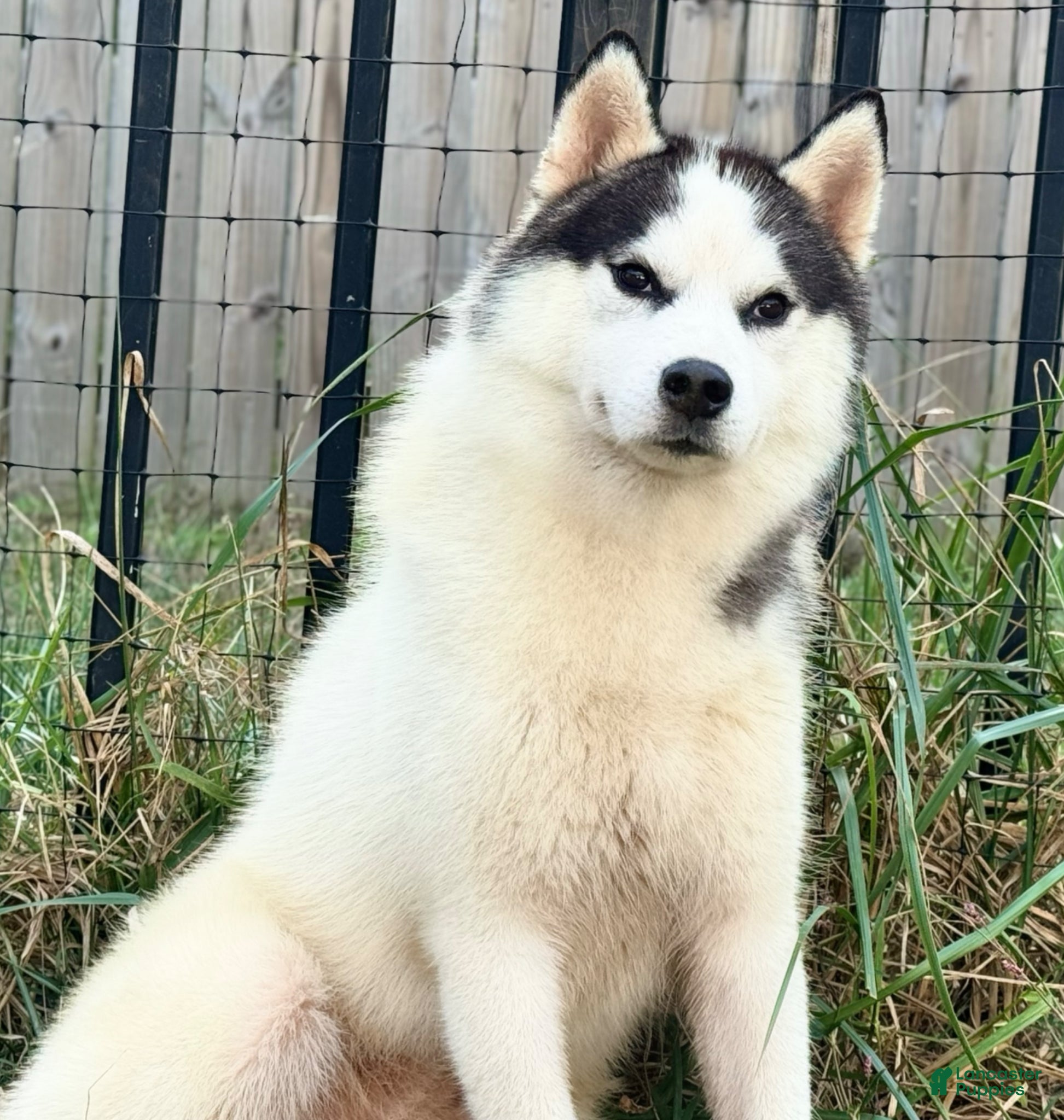 Siberian Husky dogs AKC GCH sired  - Ad 3