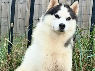 Siberian Husky dogs AKC GCH sired - Ad 3