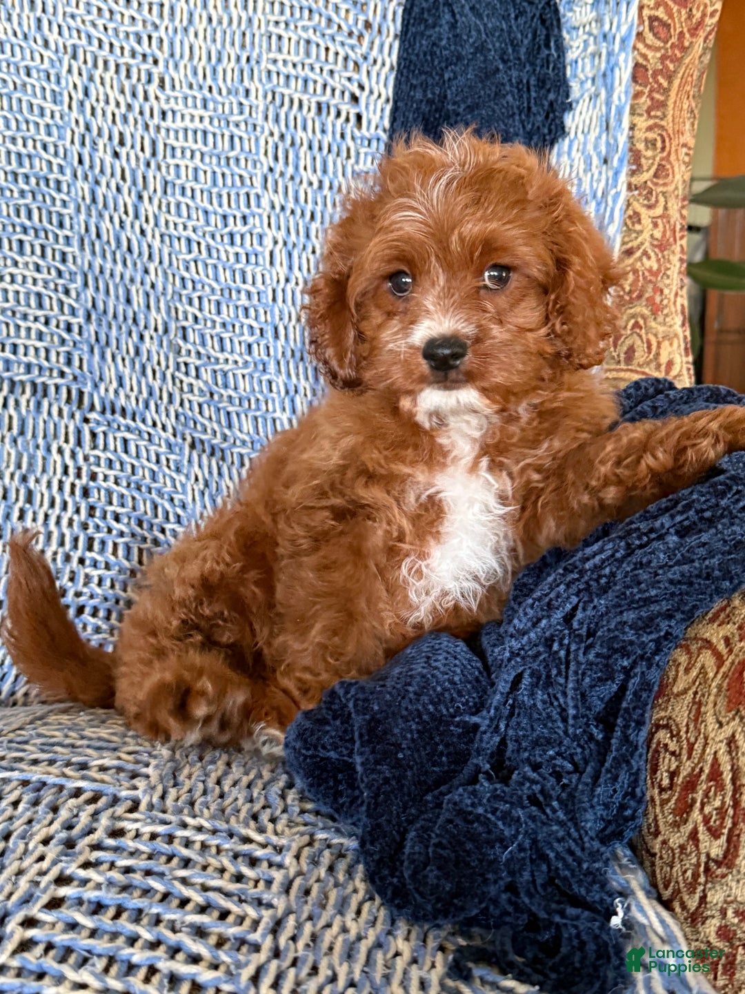 Cavapoo dogs for sale: Morris - Ad 8