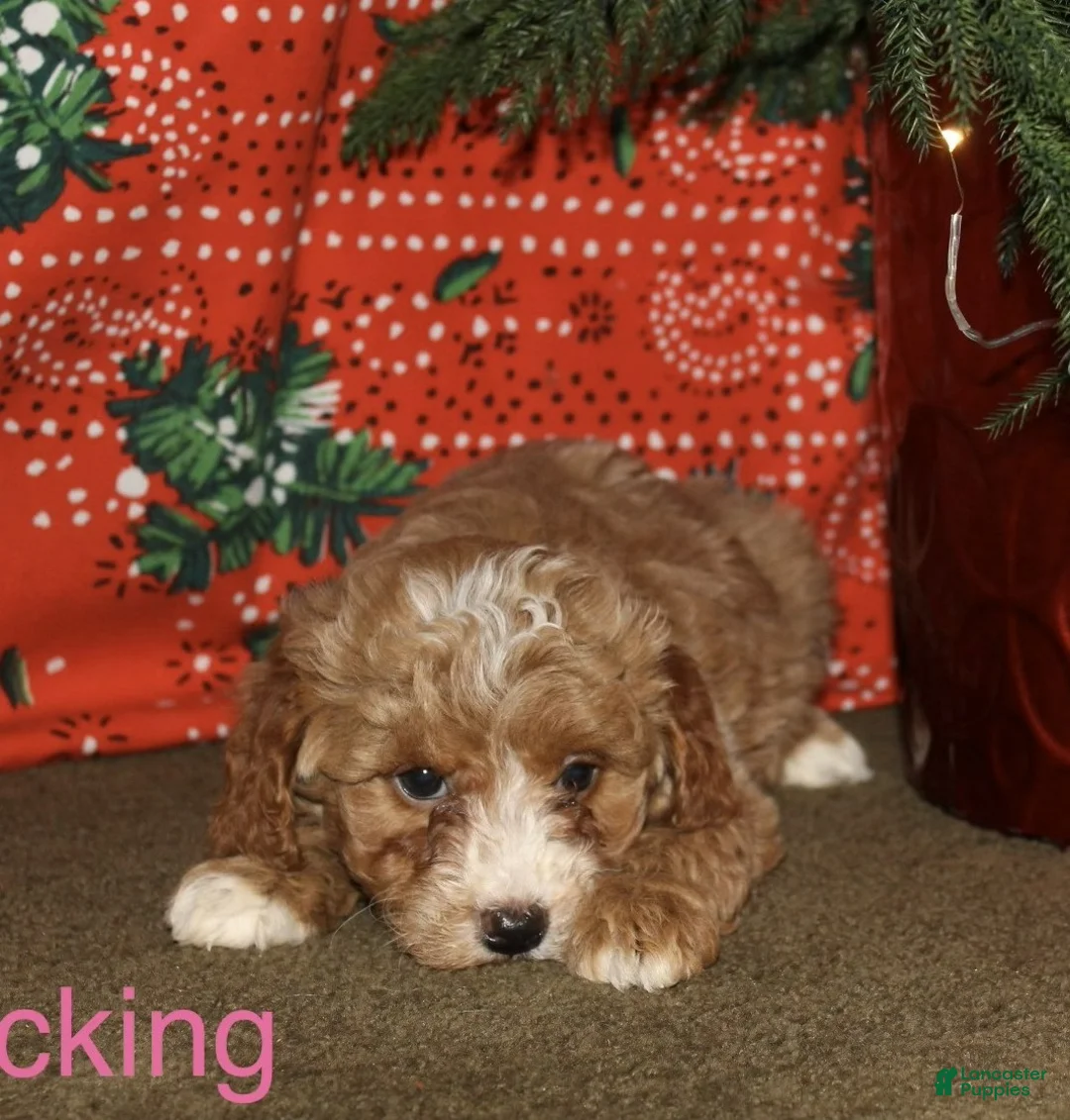 Mini Goldendoodle dogs for sale: Stocking - Ad 1
