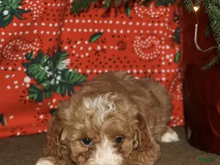 Mini Goldendoodle dogs Stocking - Ad 35