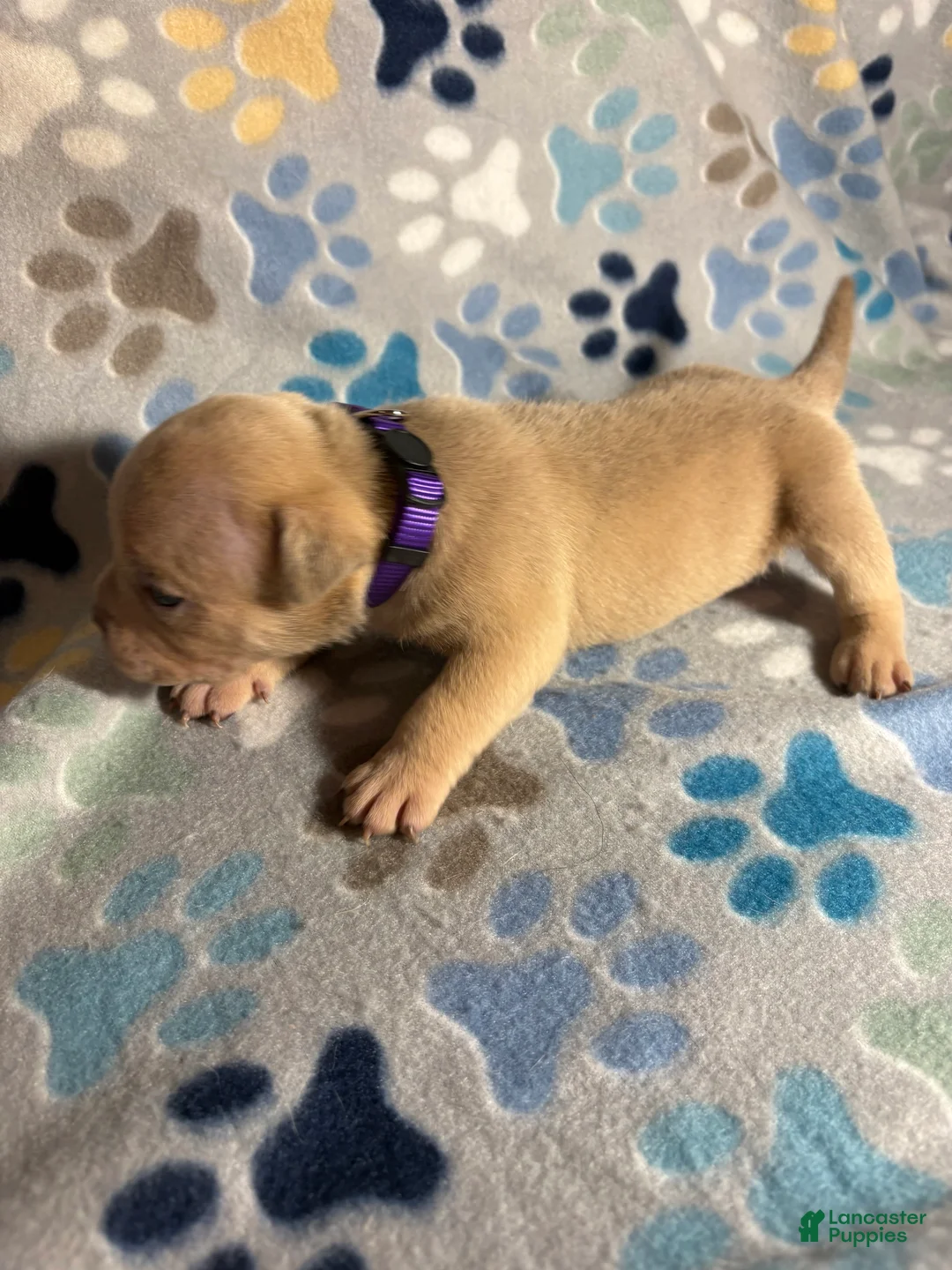 American Bully dogs for sale: FEMALE PURPLE COLLAR - Ad 2