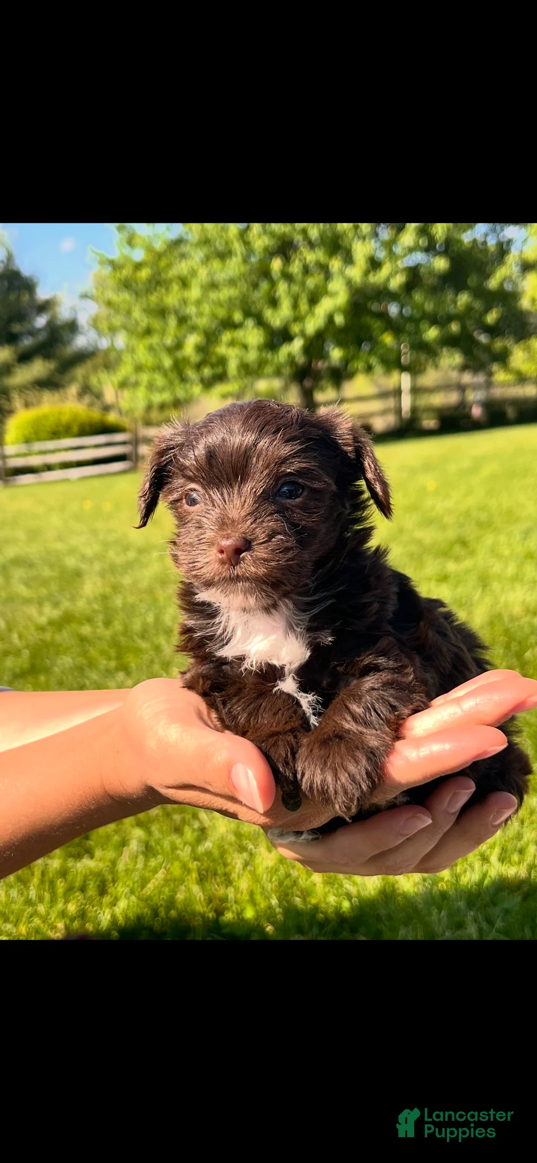 Morkie dogs for sale: Frankie - Ad 1