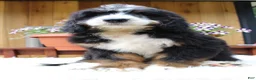 Bernedoodle dogs for sale: Garret  - Ad 4