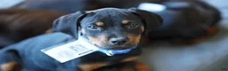 Rottweiler dogs for sale: Romeo - Ad 9