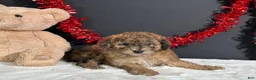 Miniature Poodle dogs for sale: Fern - Ad 6