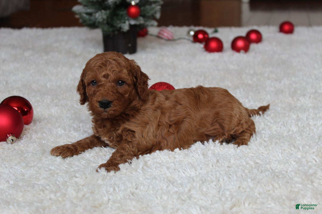 Cavapoochon dogs for sale: Milo - Ad 9