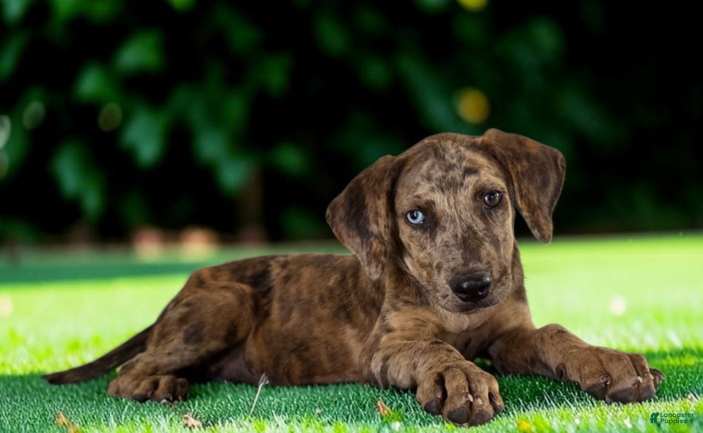 Catahoula Leopard Dog dogs Tigger 2026 Female 3 - Ad 4