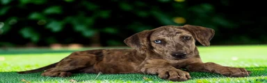 Tigger 2026 Female 3