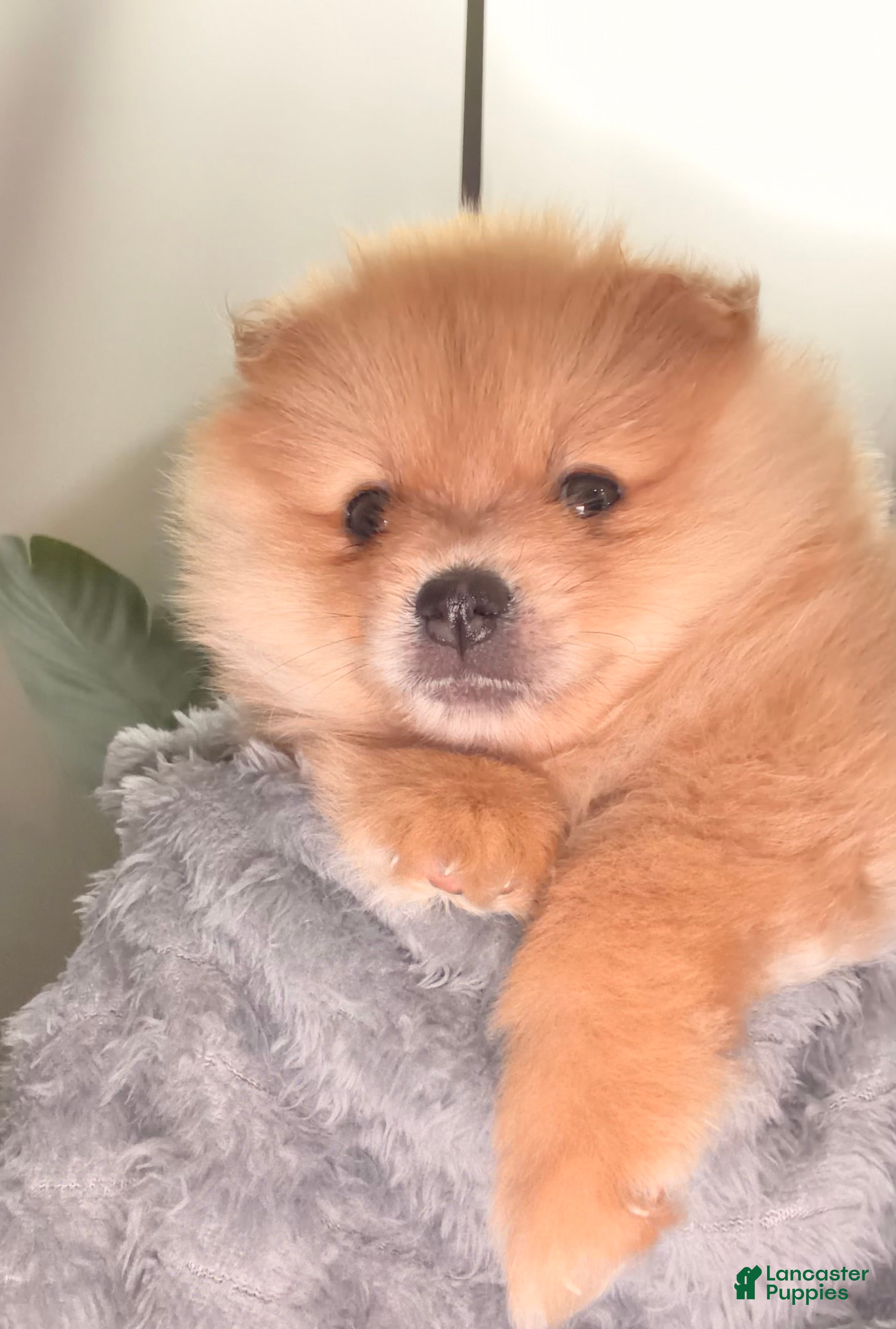 Pomeranian dogs for sale: Pooh - Ad 1