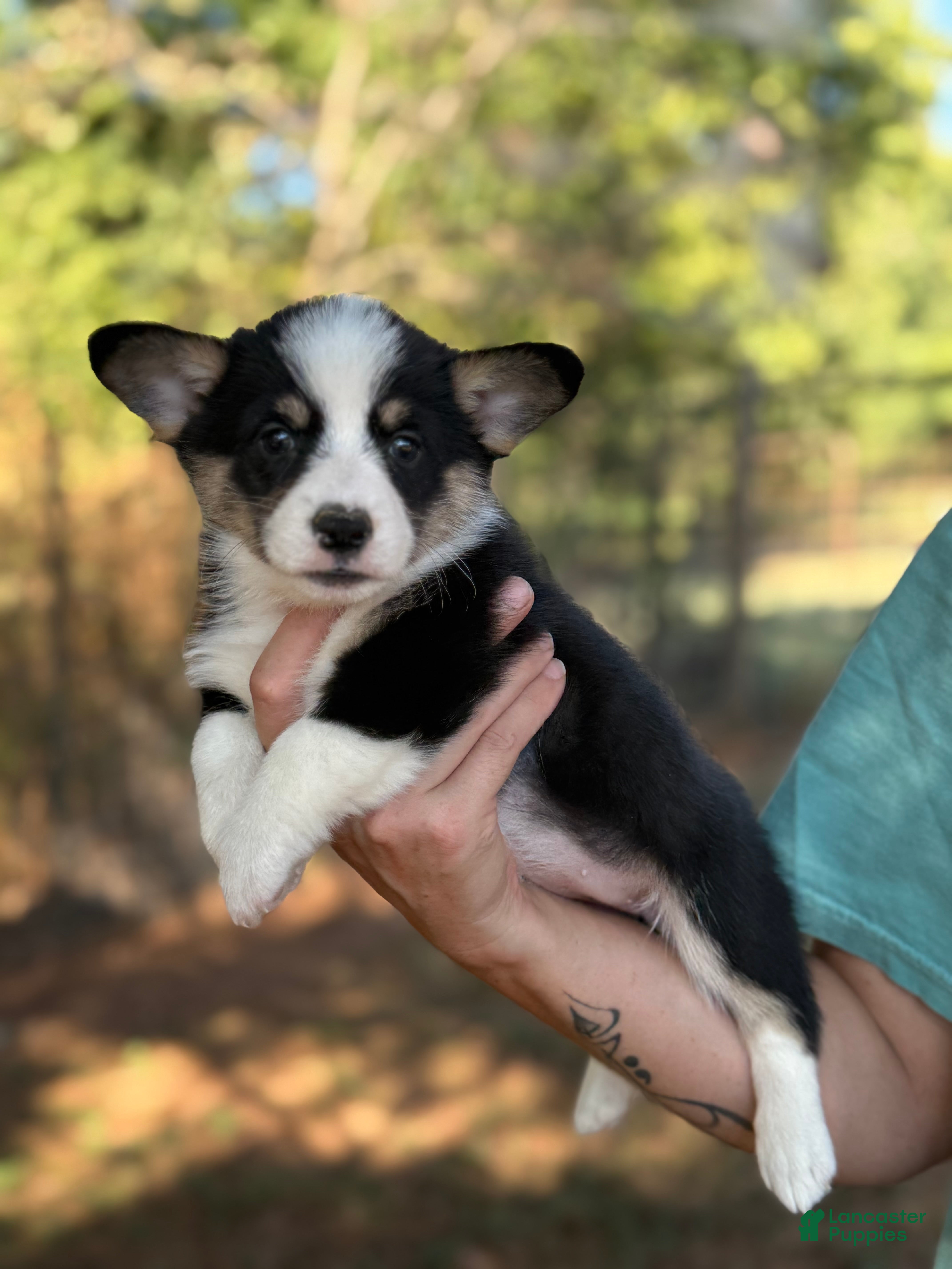 Mixed Breed dogs Black Girl 1 - Ad 40