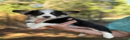 Mixed Breed dogs for sale: Black Girl 1 - Ad 4