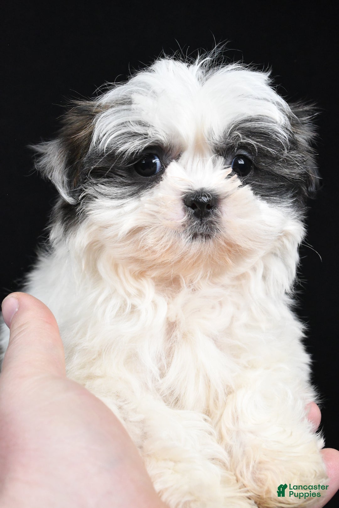 Shih Tzu dogs for sale: Benny - Ad 11