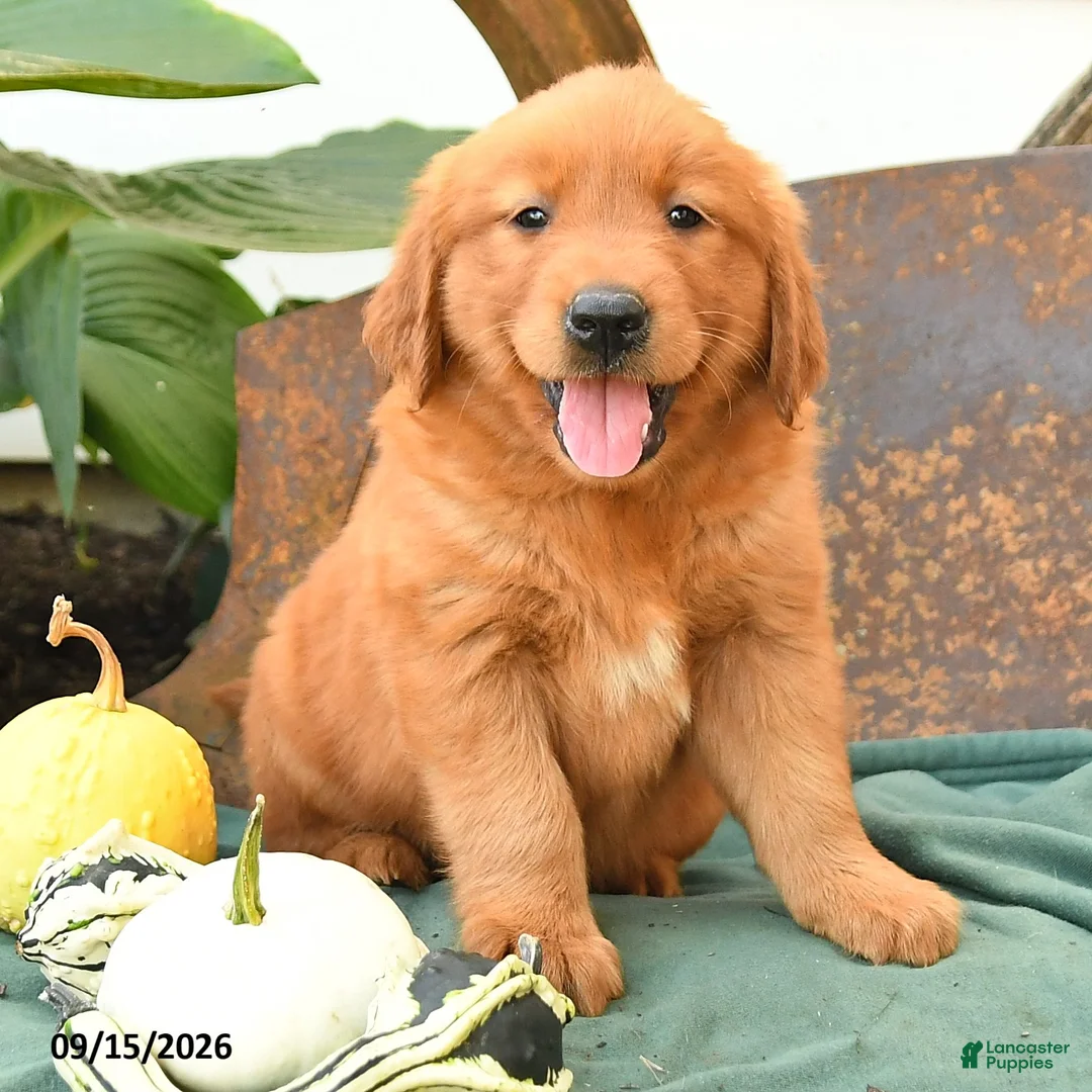 Golden Retriever dogs for sale: Ava  - Ad 3